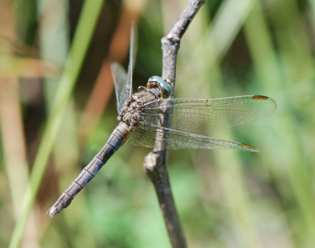 Conferma prego: Orthetrum coerulescens anceps, femmina androcroma